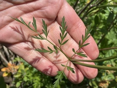Cicuta douglasii