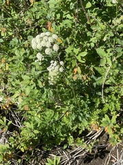 Cicuta douglasii