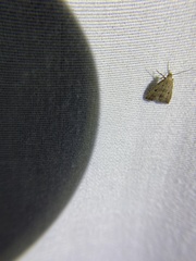 Hypenodes fractilinea