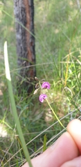 Glycine clandestina