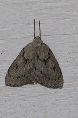 Philedia punctomacularia
