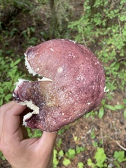 Russula xerampelina