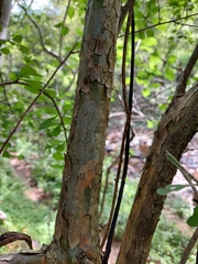 Malpighia glabra