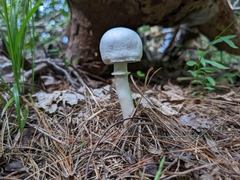Leucoagaricus leucothites