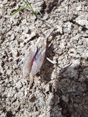 Laccotrephes japonensis