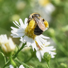 Melissodes druriellus