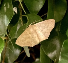 Antepione thisoaria
