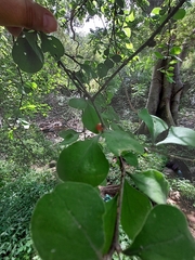 Malpighia glabra