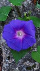 Ipomoea orizabensis collina