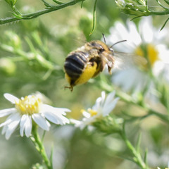 Melissodes druriellus