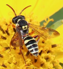 Nomada texana