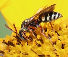 Nomada texana