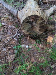 Leucoagaricus leucothites