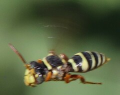 Nomada texana