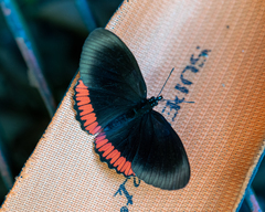 Biblis hyperia