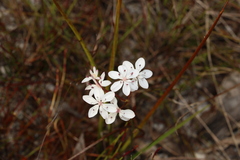 Burchardia umbellata