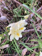 Freesia