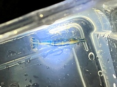 Paratya curvirostris