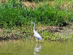 Ardea cocoi