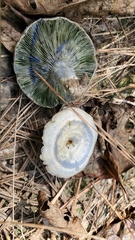 Lactarius indigo diminutivus