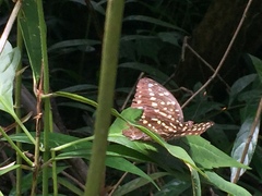 Lexias pardalis dirteana