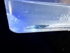 Paratya curvirostris