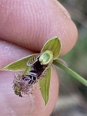 Calochilus robertsonii