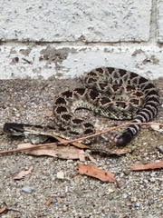 Crotalus oreganus