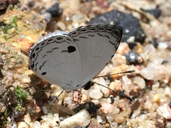 Neopithecops zalmora zalmora