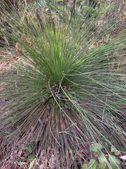 Xanthorrhoea preissii