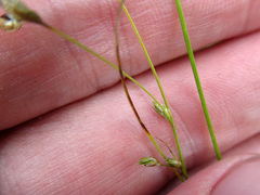 Carex trisperma