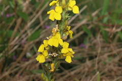Goodenia stelligera