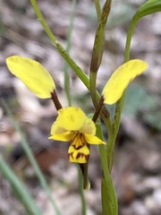 Diuris maculata