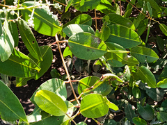 Laguncularia racemosa