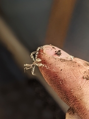 Stenolemus fraterculus