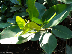 Rhizophora mangle