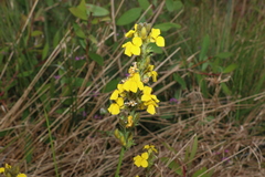 Goodenia stelligera