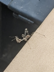 Stenolemus fraterculus