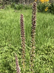 Veronica plantaginea