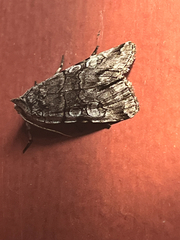 Sympistis chionanthi