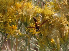 Physocephala marginata
