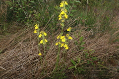 Goodenia stelligera