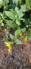 Helianthus hirsutus