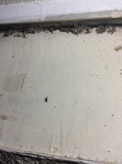 Nysius
