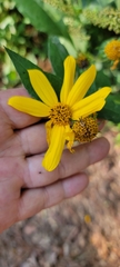 Helianthus hirsutus