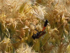 Physocephala marginata