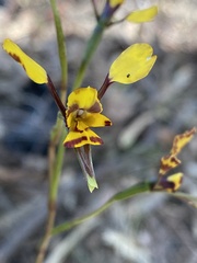 Diuris maculata
