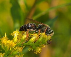 Tachytes guatemalensis