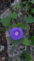 Ipomoea orizabensis collina