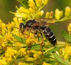 Tachytes guatemalensis